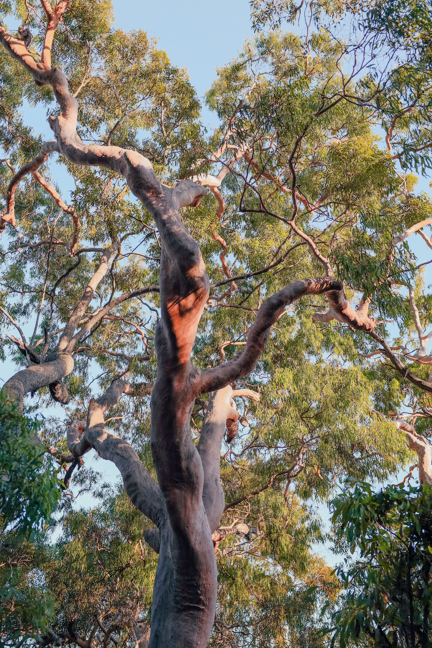 Giant eucalyptus tree on Cooloola Great Walk - Rainbow Beach - Queensland - Australia