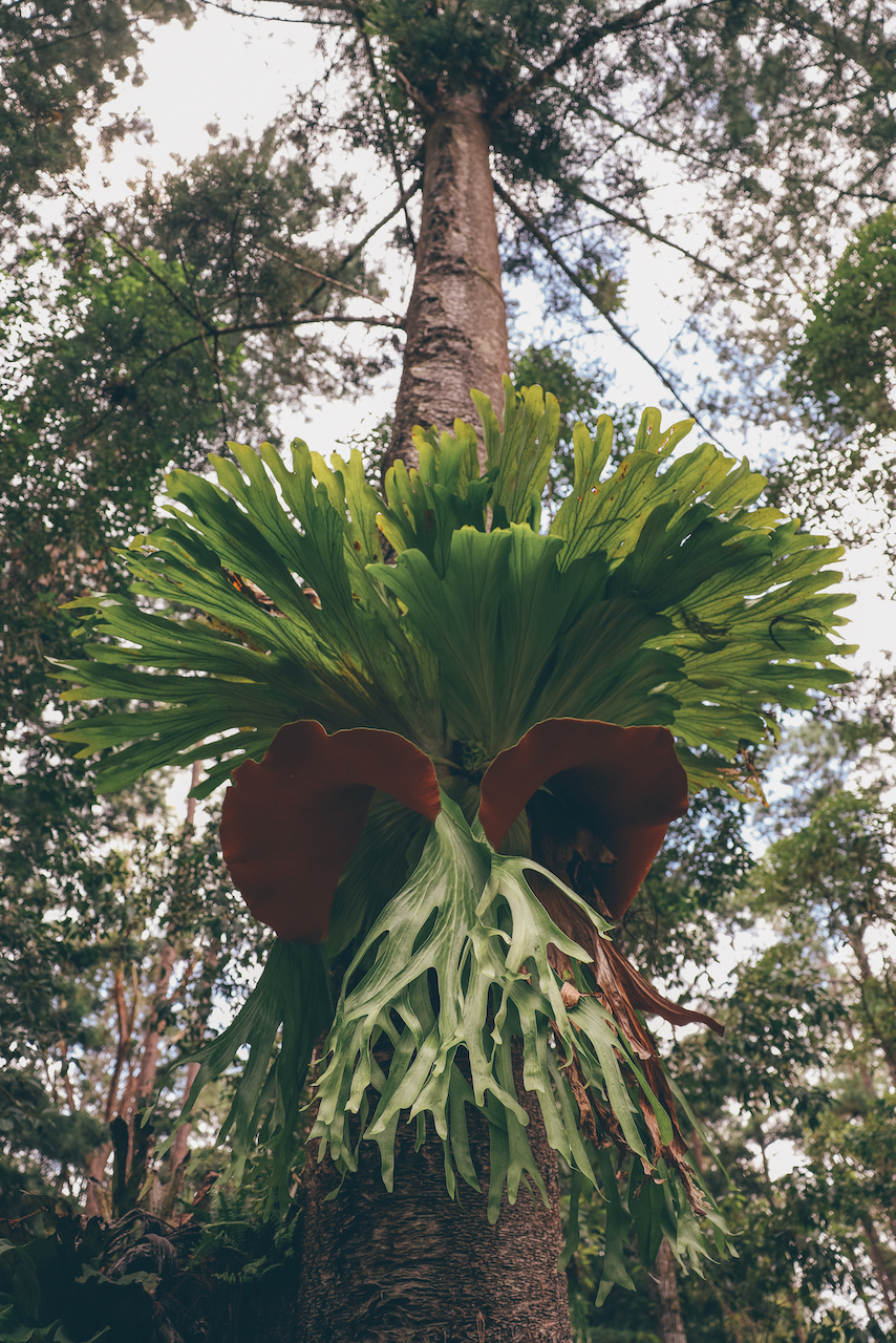 Arbre étrange dans la jungle - K'gari (Île Fraser) - Queensland - Australie