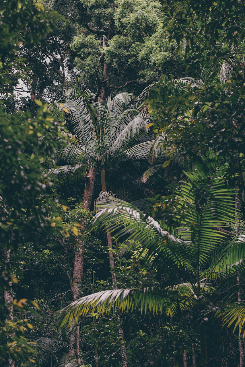 Un palmier dans la jungle de Wanggoolba Creek - K'gari (Île Fraser) - Queensland - Australie