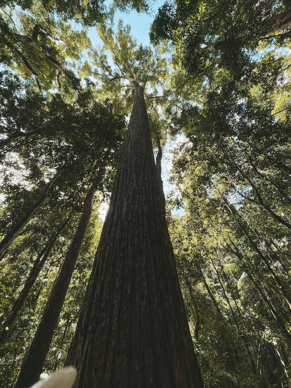 Giant tree in Wanggolba Creek jungle - K'gari (Fraser Island) - Queensland - Australia