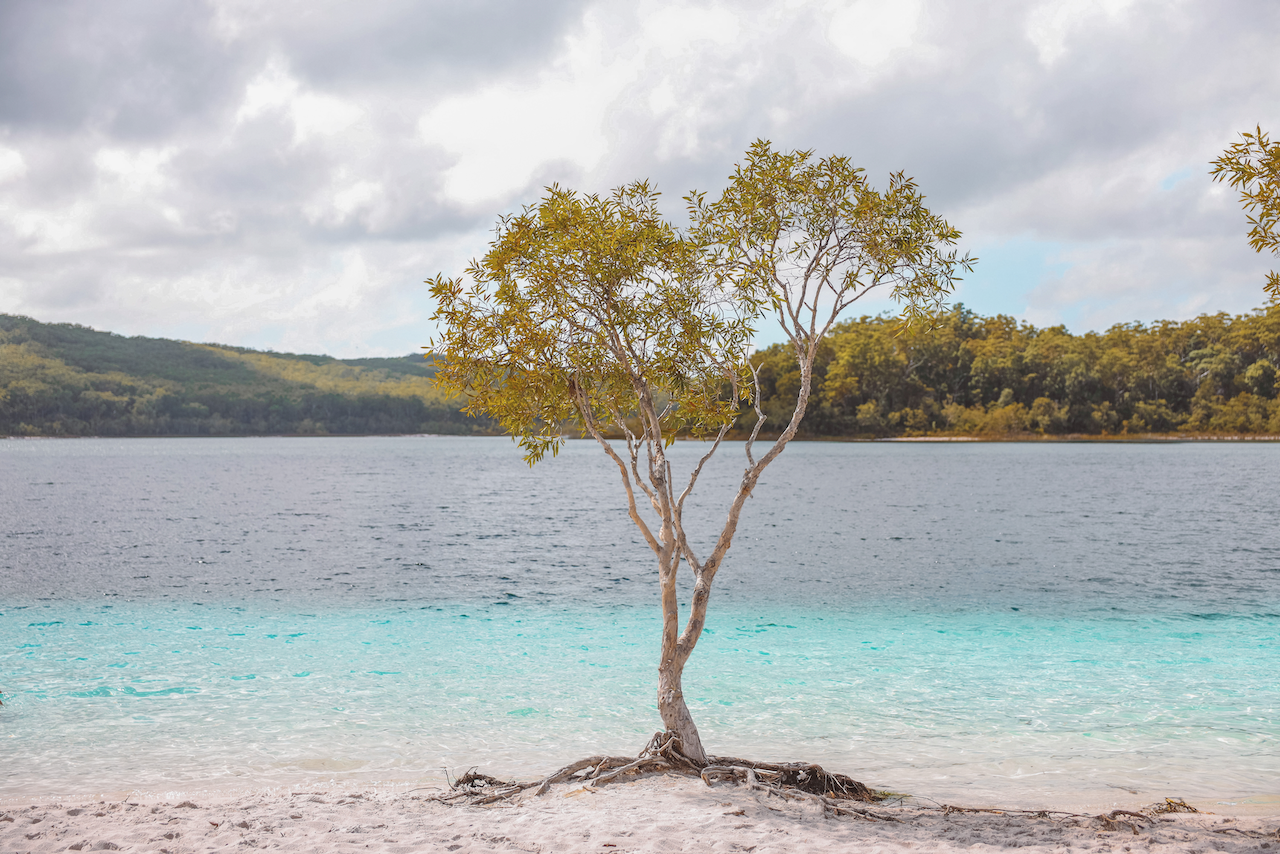 Arbre solitaire au lac McKenzie - K'gari (Île Fraser) - Queensland - Australie