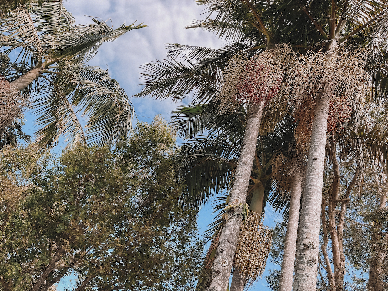 Les palmiers à The Folk - Byron Bay - New South Wales - Australie