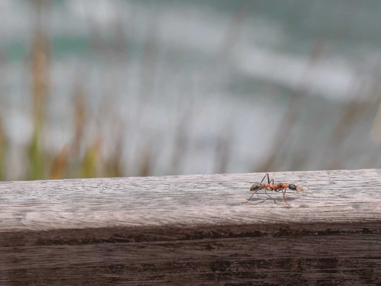 A big ant in Broken Head - Byron Bay - New South Wales - Australia