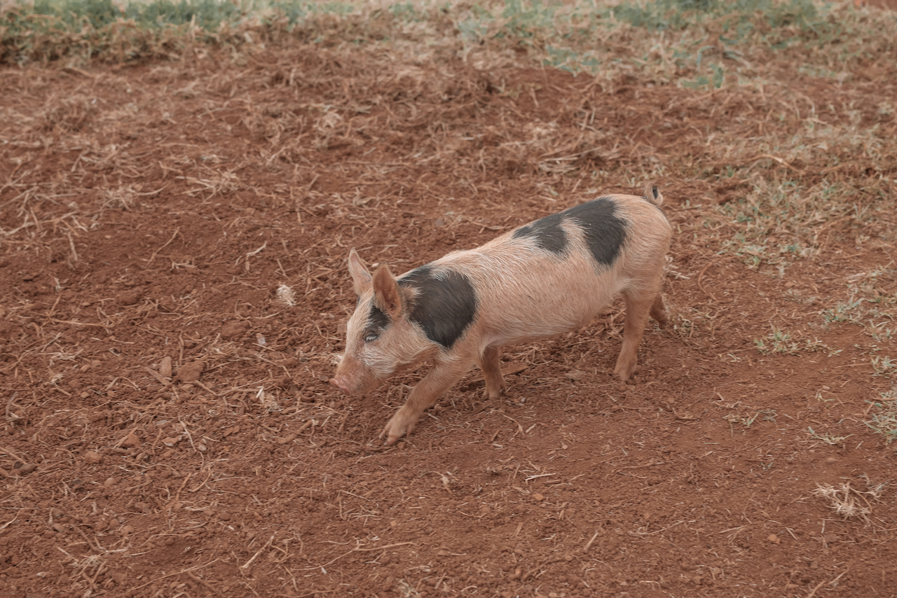 Super cute little piglet at the Farm - Byron Bay - New South Wales - Australia