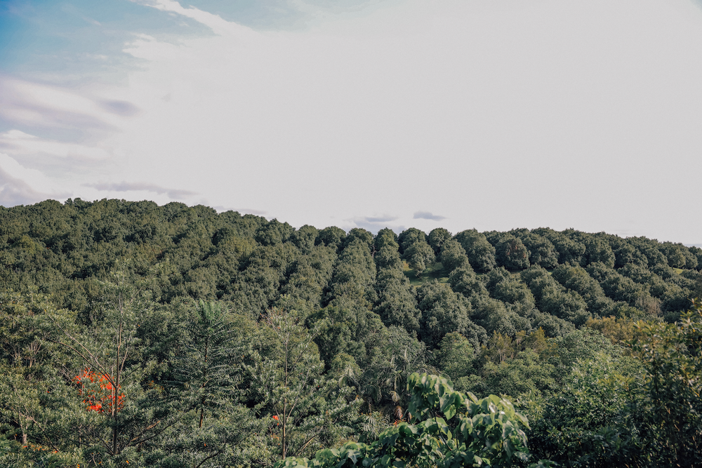 Scenic view on the valley of trees - Cape Byron Distillery - Byron Bay - New South Wales - Australia