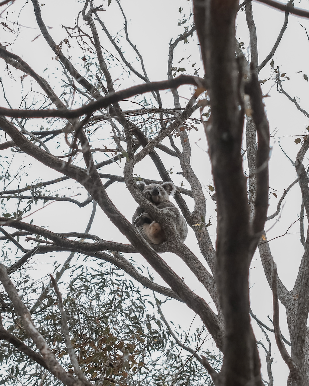 Sleeping koala up a tree at Cape Byron Distillery - Byron Bay - New South Wales - Australia