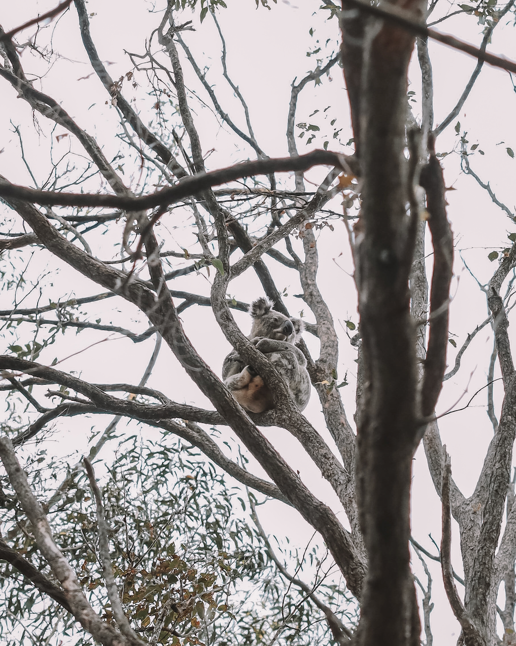 Un koala curieux en haut d'un arbre - Distillerie de Cape Byron - Byron Bay - New South Wales - Australie