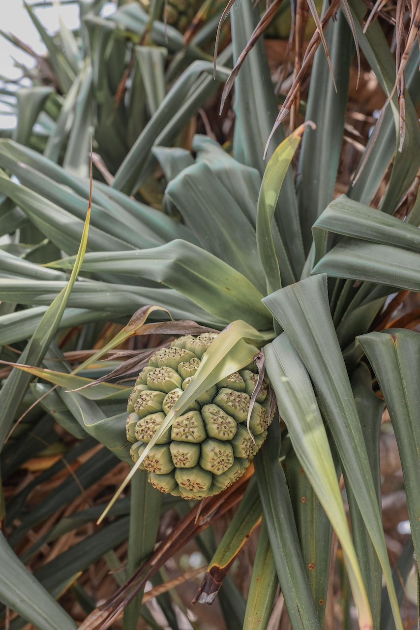 Baby pineapple in Ballina - Byron Bay - New South Wales - Australia