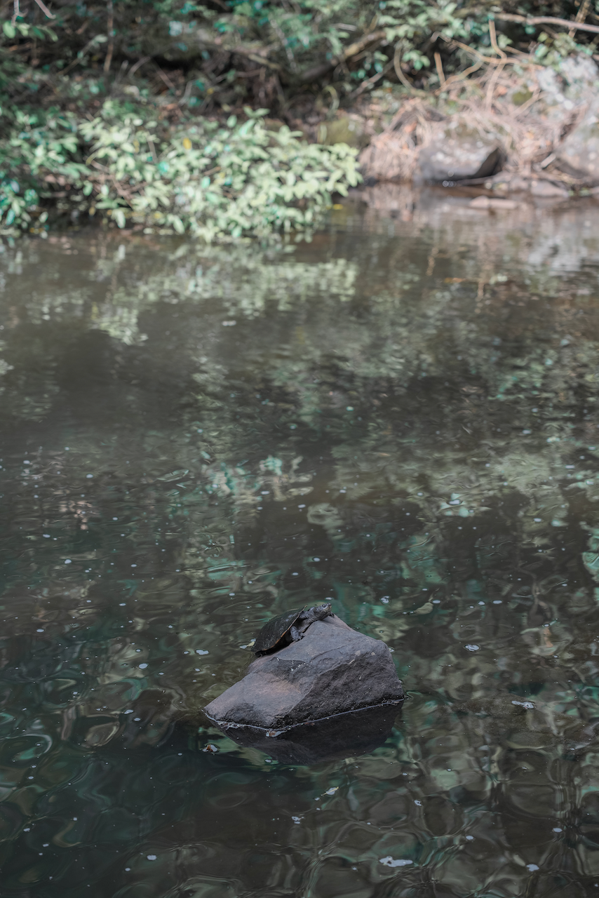 Une petite tortue se repose - Killen Falls  - Byron Bay - New South Wales - Australie