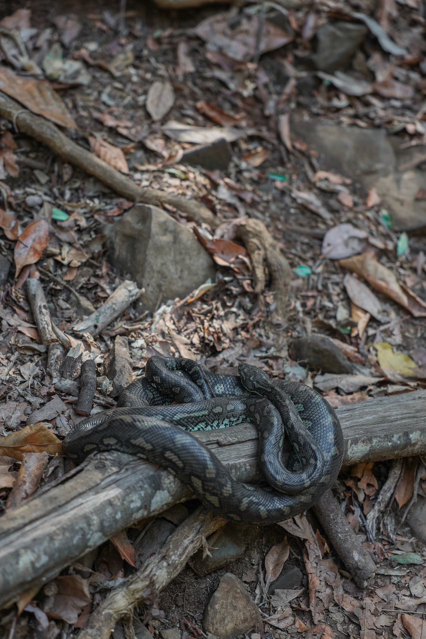 A python sleeping at Killen Falls - Byron Bay - New South Wales - Australia