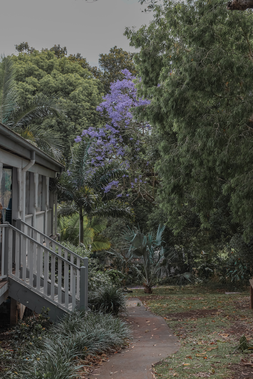 Cute purple flowers in Newrybar - Byron Bay - New South Wales - Australia