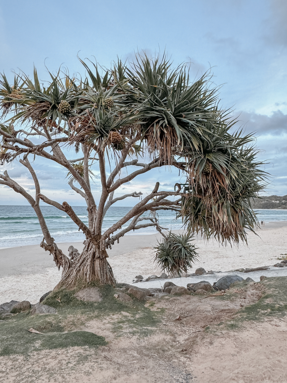 Les arbres de la Main Beach - Byron Bay - New South Wales - Australie