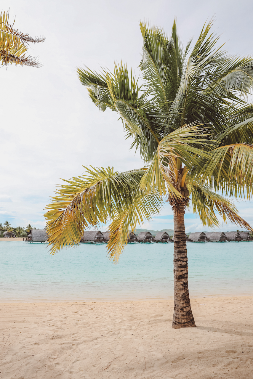 Les palmiers du Fiji Marriott Resort Momi Bay - Nadi - Viti Levu - Îles Fidji