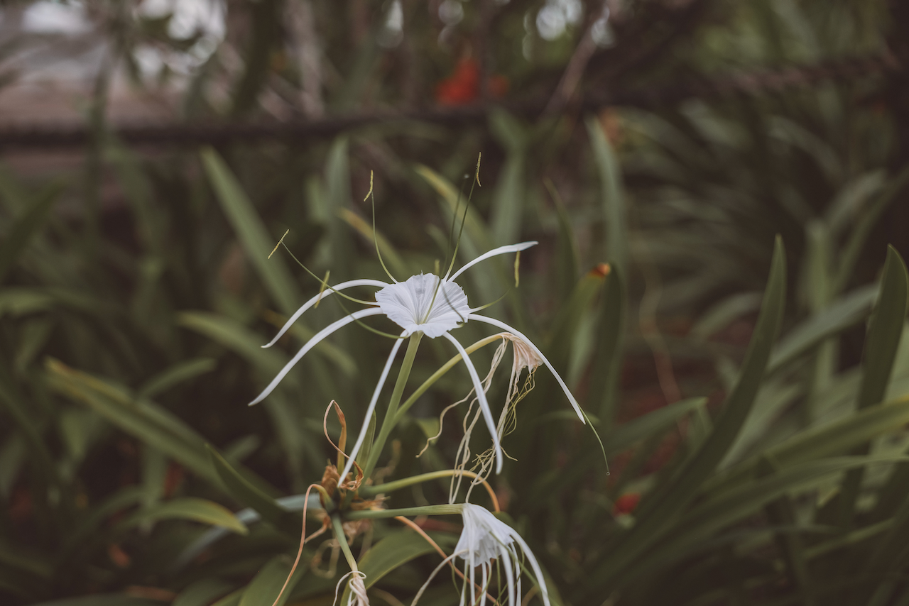 Cute white flower with little strings - Nadi - Viti Levu Island - Fiji