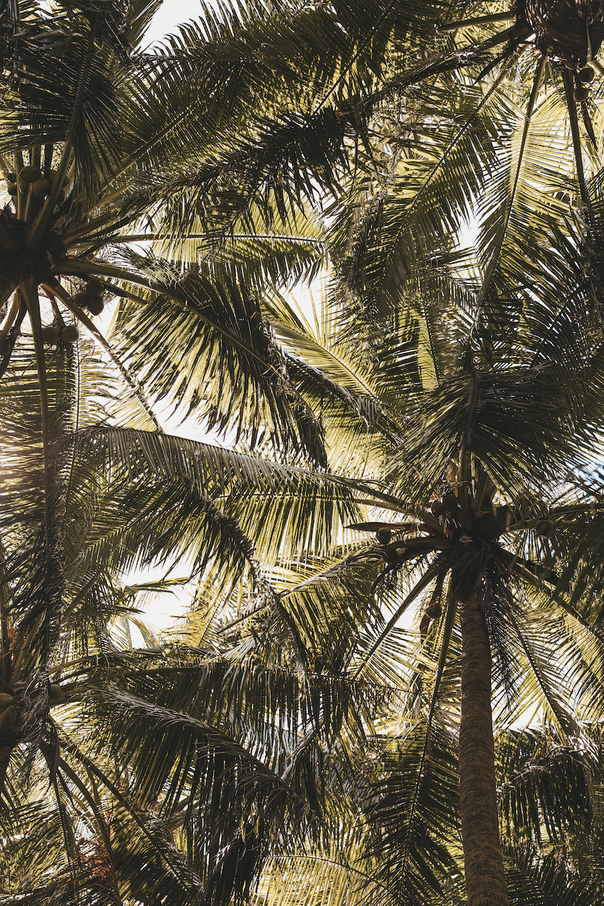 The palm tree forest of Castaway Island - Mamanuca Islands - Fiji