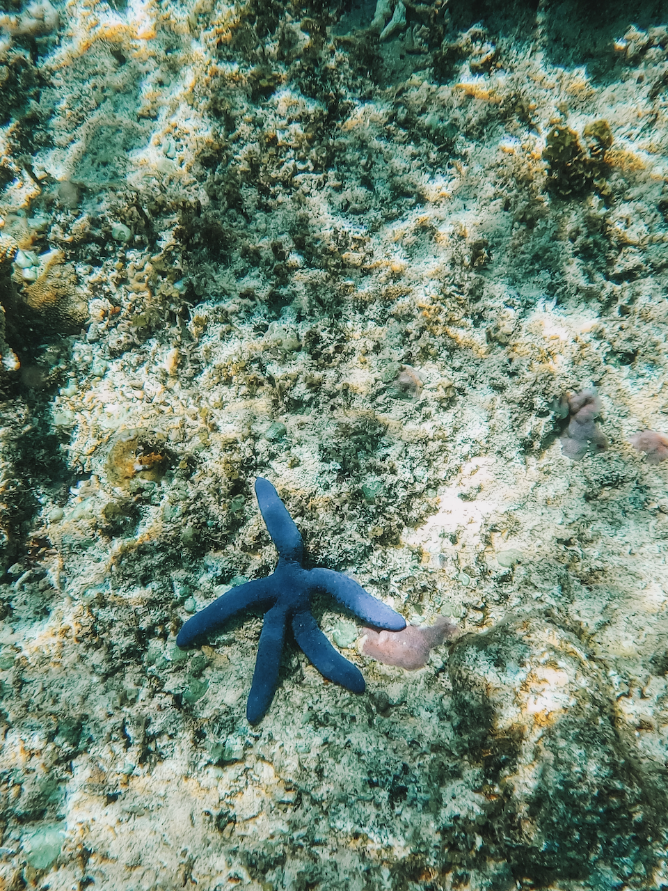 Étoile de mer bleue pendant le snorkling à Mana Island - Mamanucas - Îles Fidji