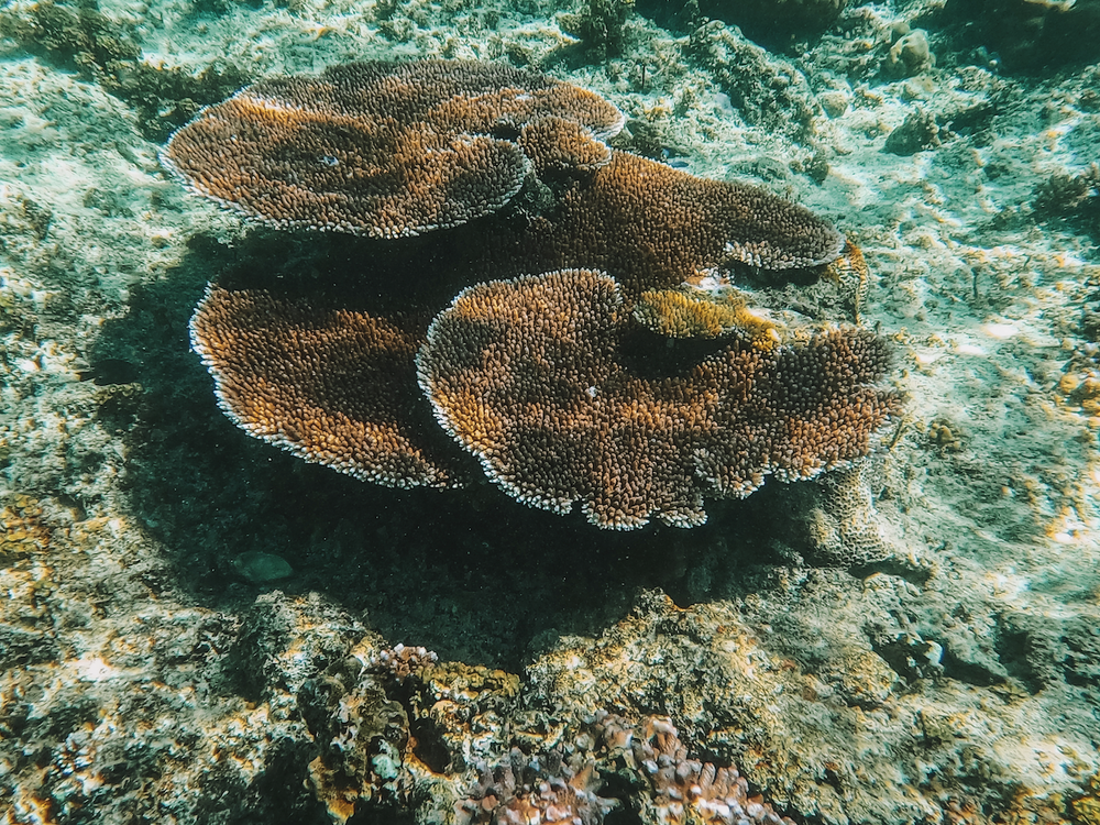 Cluster of brown healthy coral - Mana Island - Mamanuca Islands - Fiji