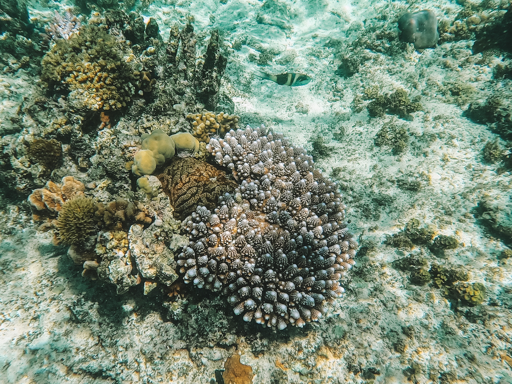 Little piece of brain coral hidden amongst other corals - Mana Island snorkeling - Mamanuca Islands - Fiji