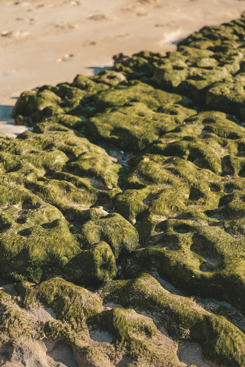 Sea moss and rocks at low tide - Blue Lagoon Beach Resort - Nacula Island - Yasawa Islands - Fiji