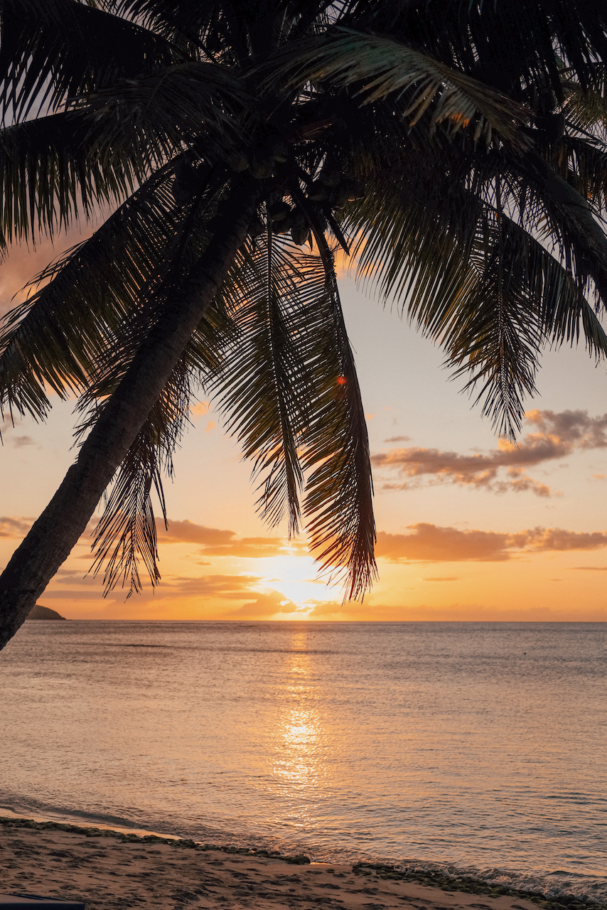 Palmier et coucher de soleil - Blue Lagoon Beach Resort - Île de Nacula - Îles Yasawa - Îles Fidji
