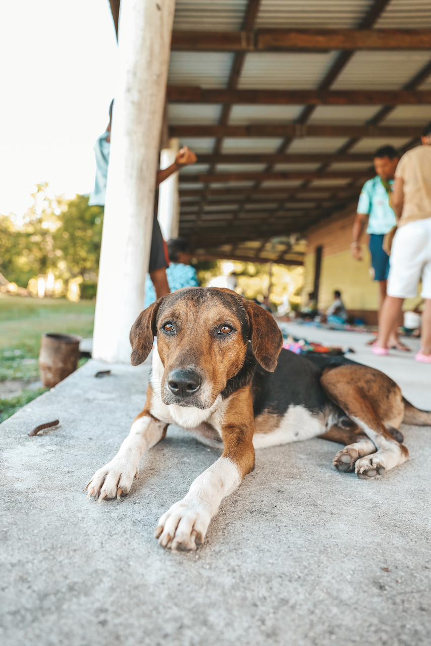 Cute dog of Nacula Village - Blue Lagoon Beach Resort - Nacula Island - Yasawa Islands - Fiji