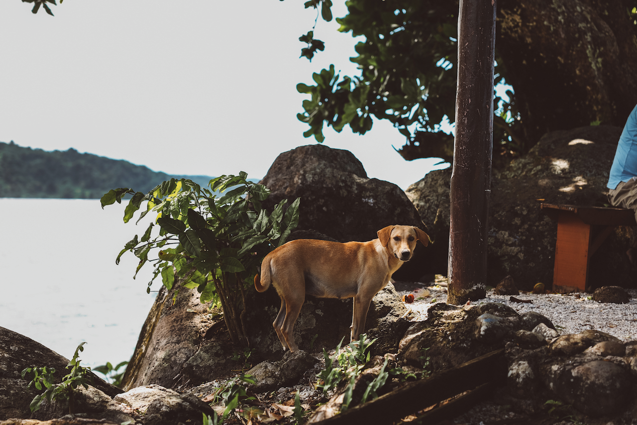 Un chien sur la Lavena Coastal Walk - Île de Taveuni - Îles Fidji