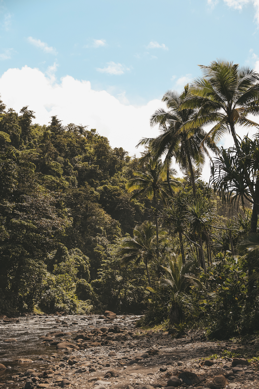 La jungle de la Lavena Coastal Walk - Île de Taveuni - Îles Fidji