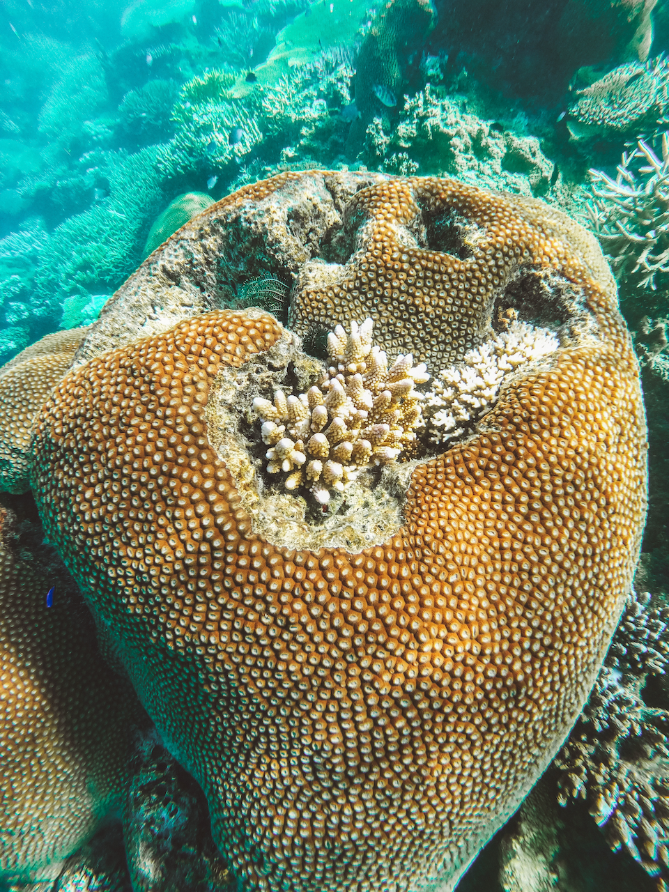 Snorkeling at Barefoot Manta Resort - Yasawa Islands - Fiji