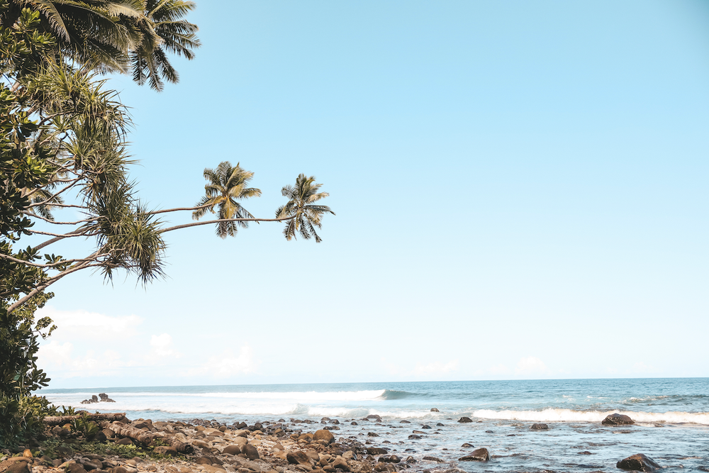 Twin palm trees in Lavena - Taveuni Island - Fiji