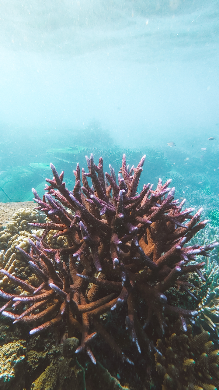 Incredible purple coral - Barefoot Manta Resort - Yasawa Islands - Fiji