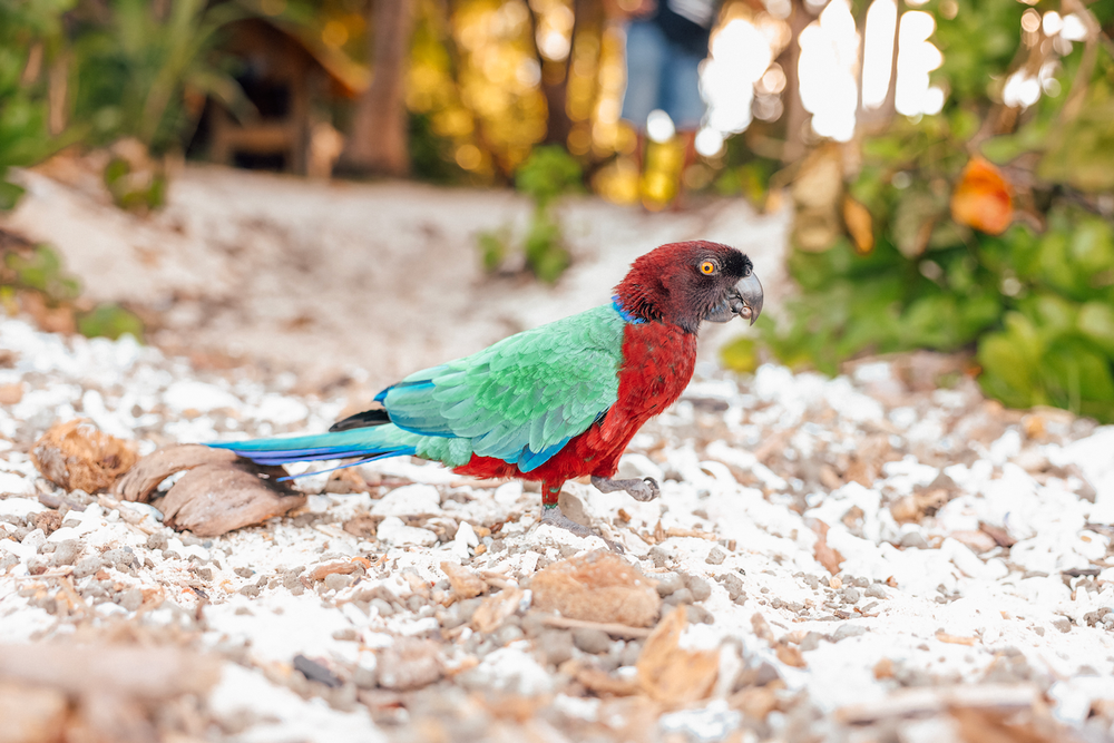 Cookie, the maroon shining Parrot resident of Barefoot Manta Resort - Drawaqa - Yasawa Islands - Fiji
