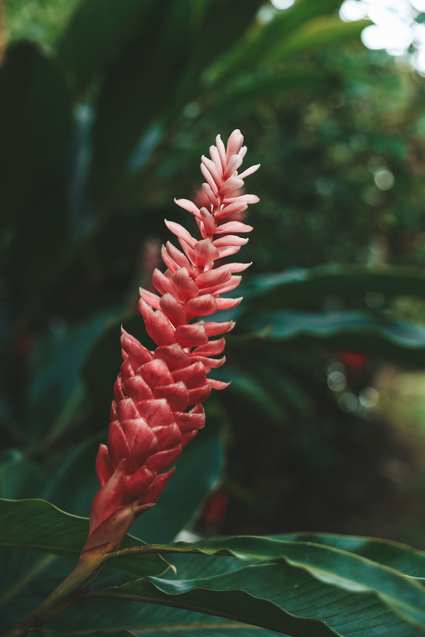 Gorgeous flora on Lavena Coastal Walk - Taveuni Island - Fiji