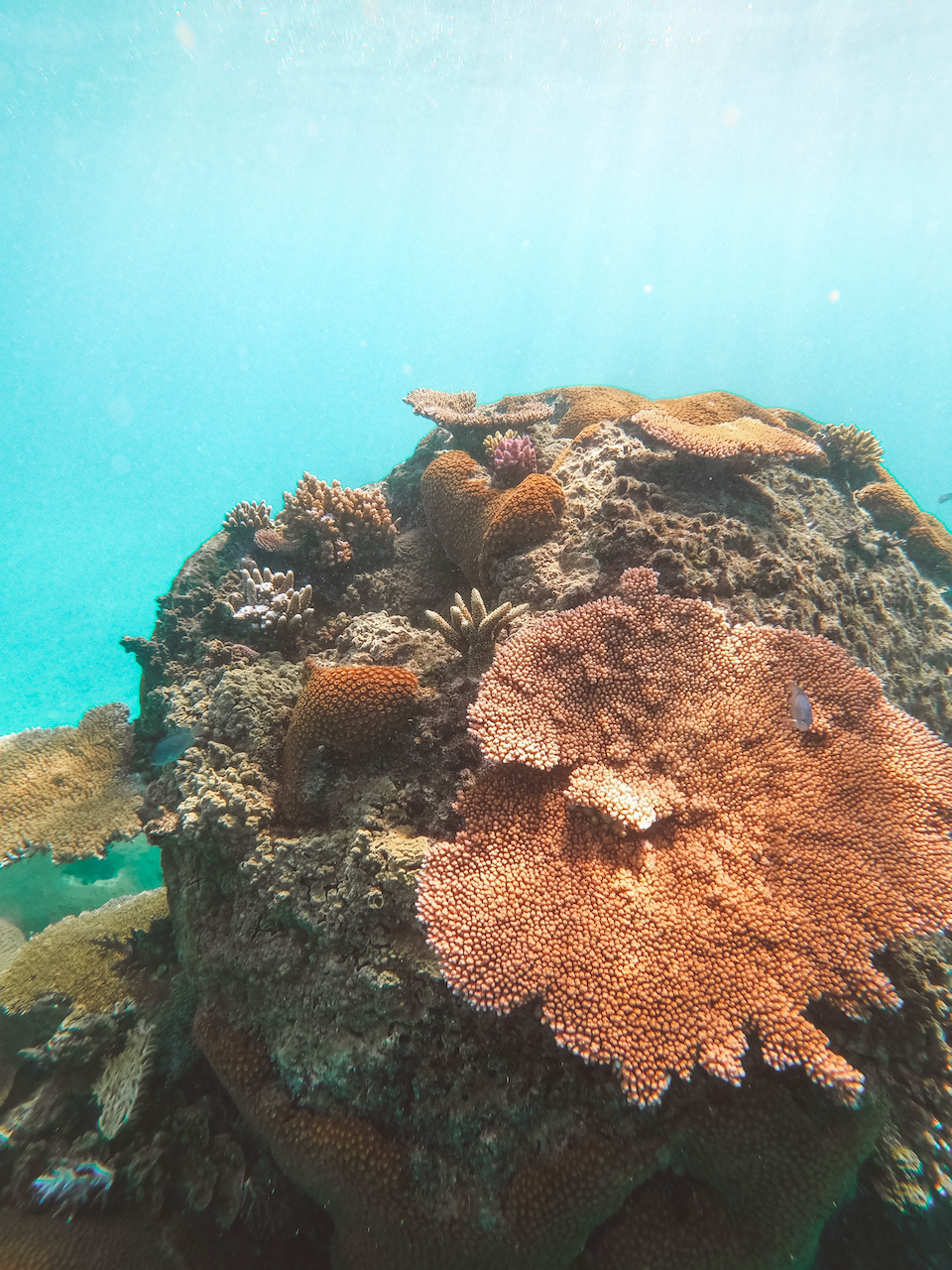 Expérience de snorkling merveilleuse - Barefoot Manta Resort - Île de Drawaqa - Îles Yasawa - Îles Fidji