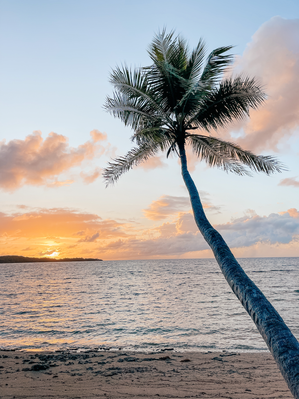 Palmier à Thuvu Bay au lever du soleil - Barefoot Manta Resort - Île de Drawaqa - Îles Yasawa - Îles Fidji