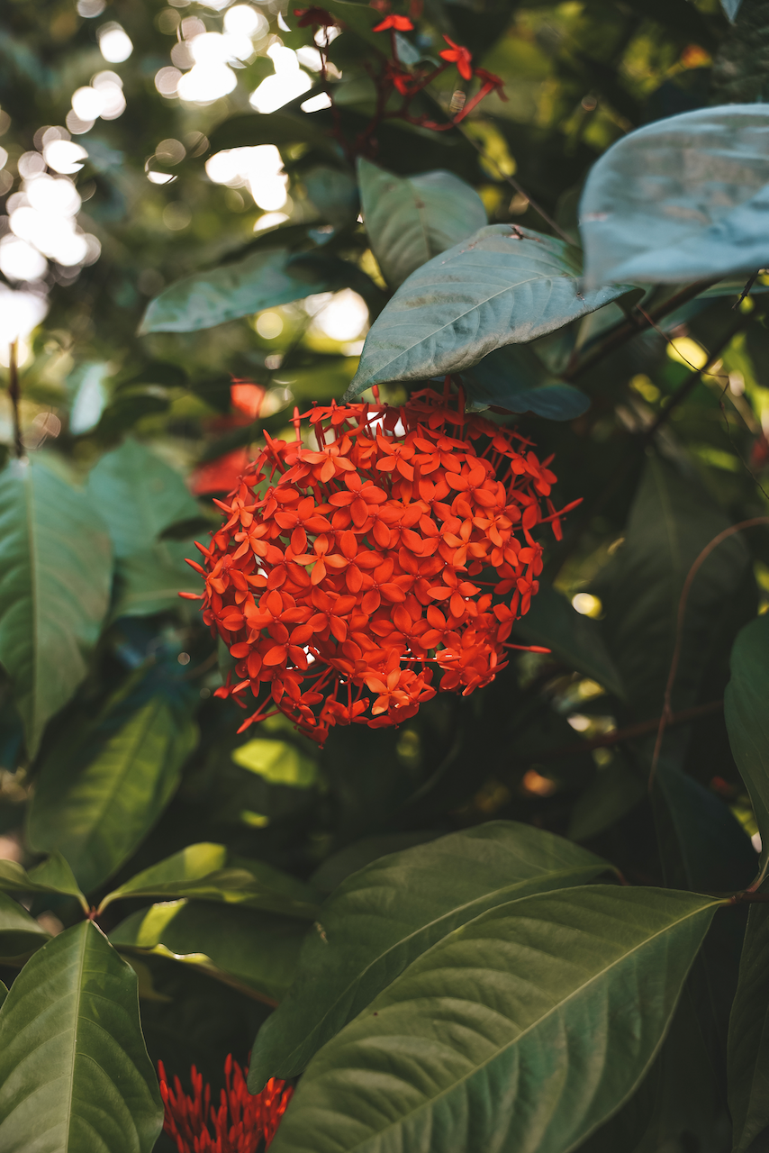 Beautiful red flowers in Bouma National Heritage Park - Taveuni Island - Fiji