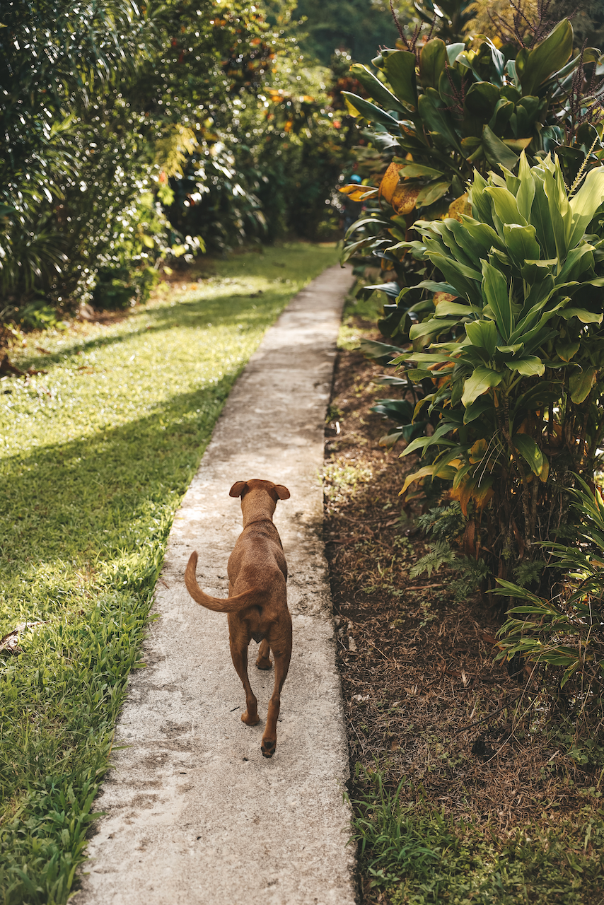 Friendly dog on a hike to Tavoro Falls with me - Taveuni Island - Fiji