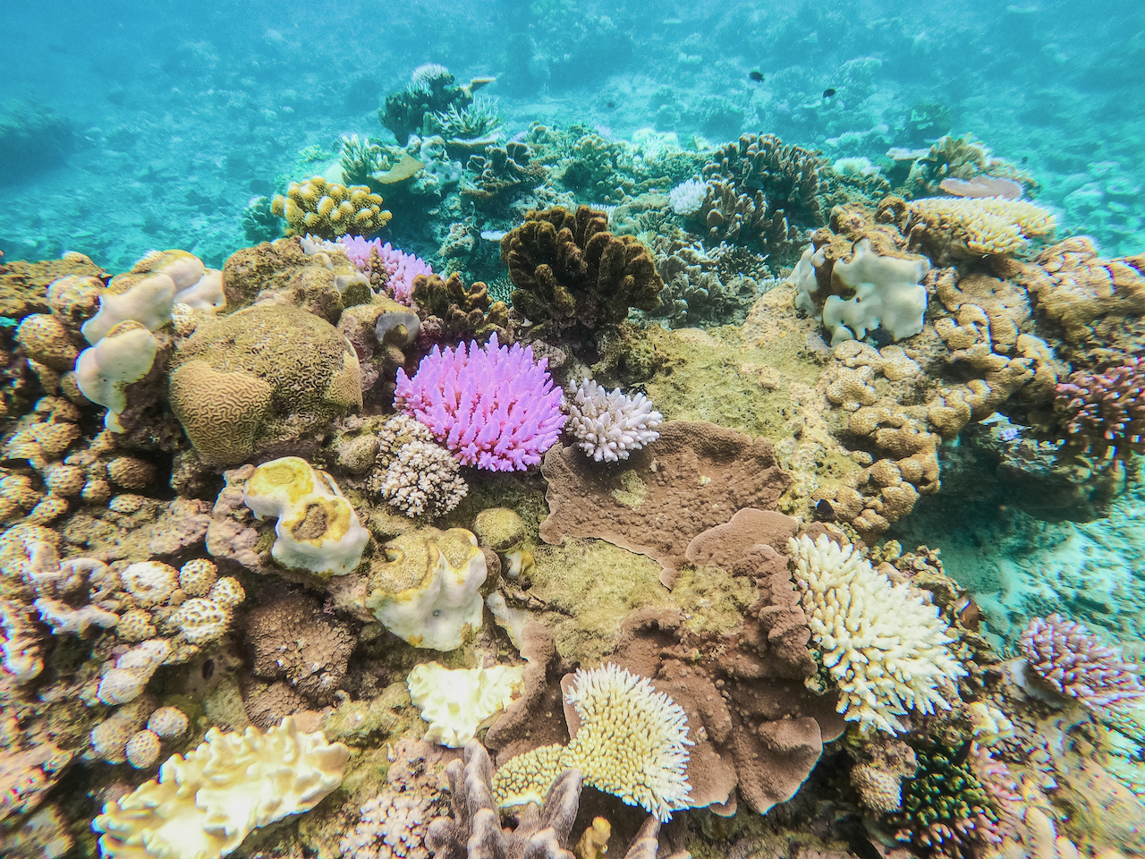 Stunning purple coral on Rainbow Reef - Taveuni Island - Fiji