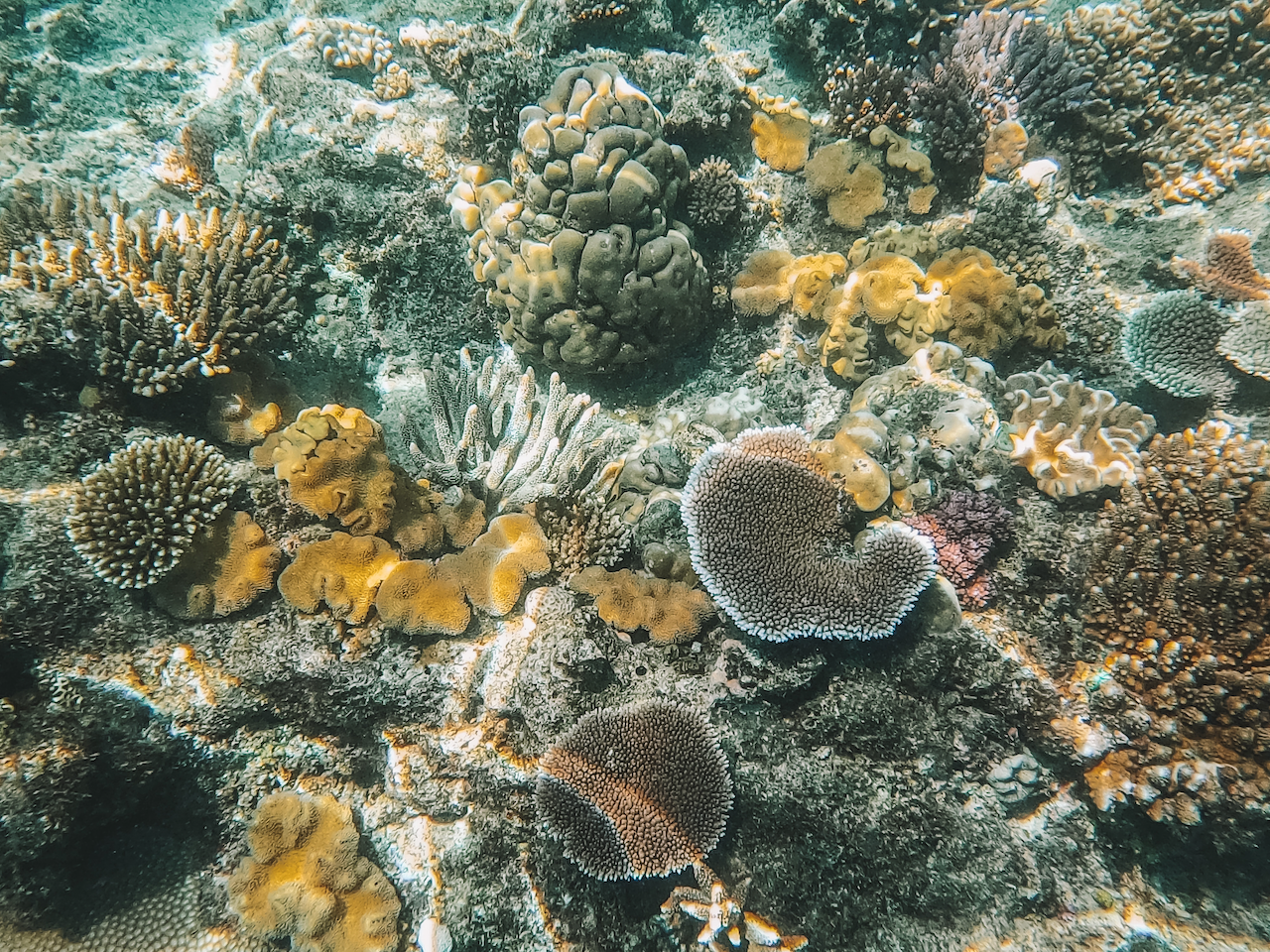 Healthy coral - Diving Experience - Taveuni Island - Fiji