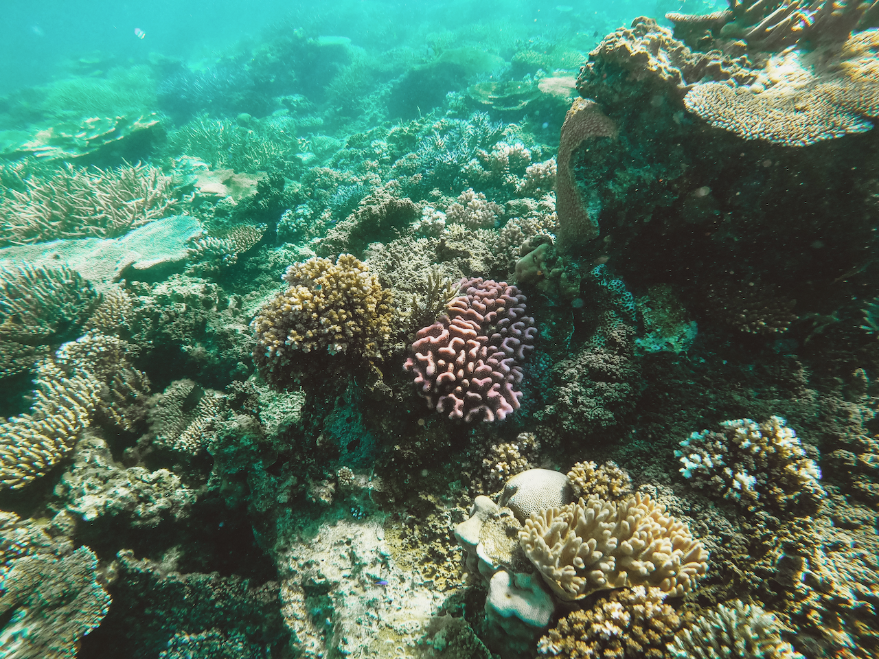 A lot of healthy coral to admire - Barefoot Manta Resort - Yasawa Islands - Fiji