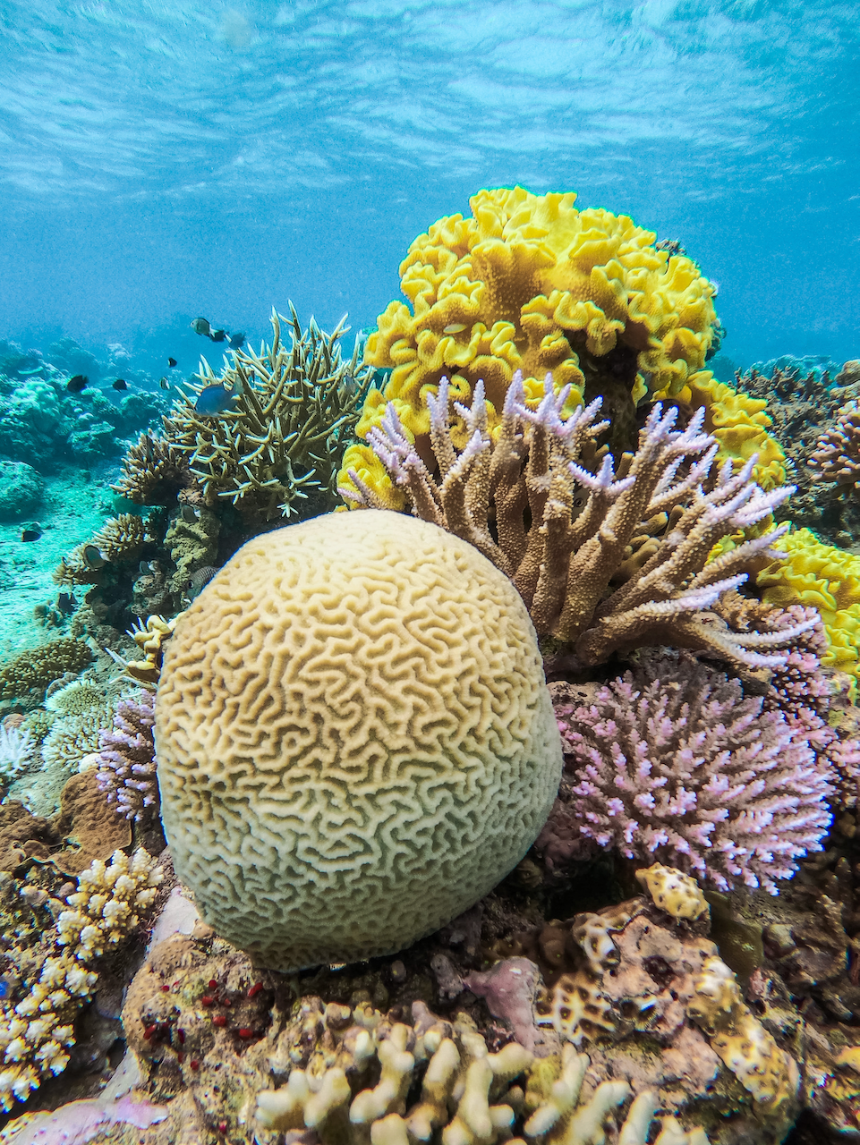 Un immense corail-cerveau - Rainbow Reef - Île de Taveuni - Îles Fidji