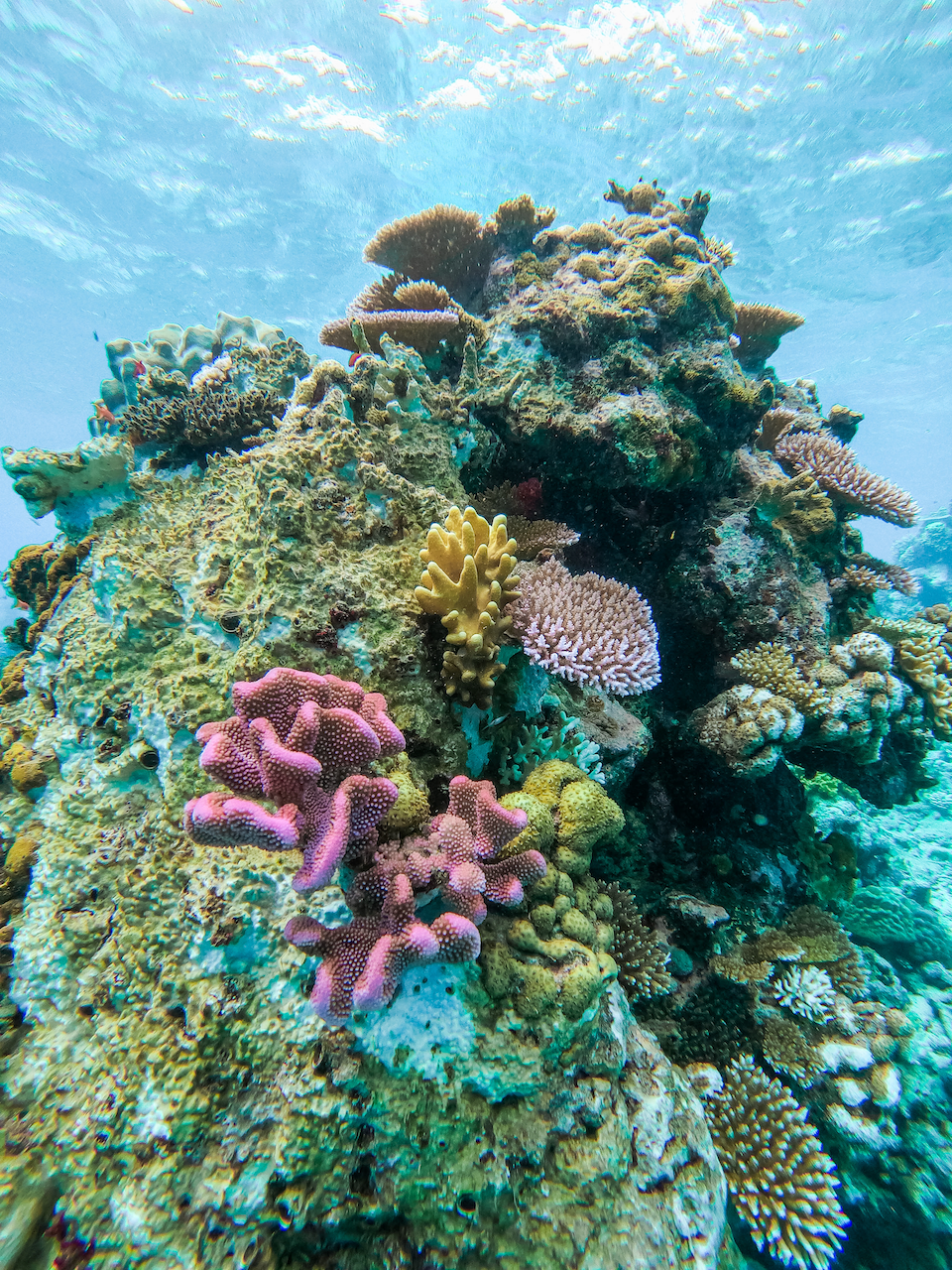 Les couleurs incroyables du corail sur le Rainbow Reef - Somosomo Strait - Île de Taveuni - Îles Fidji