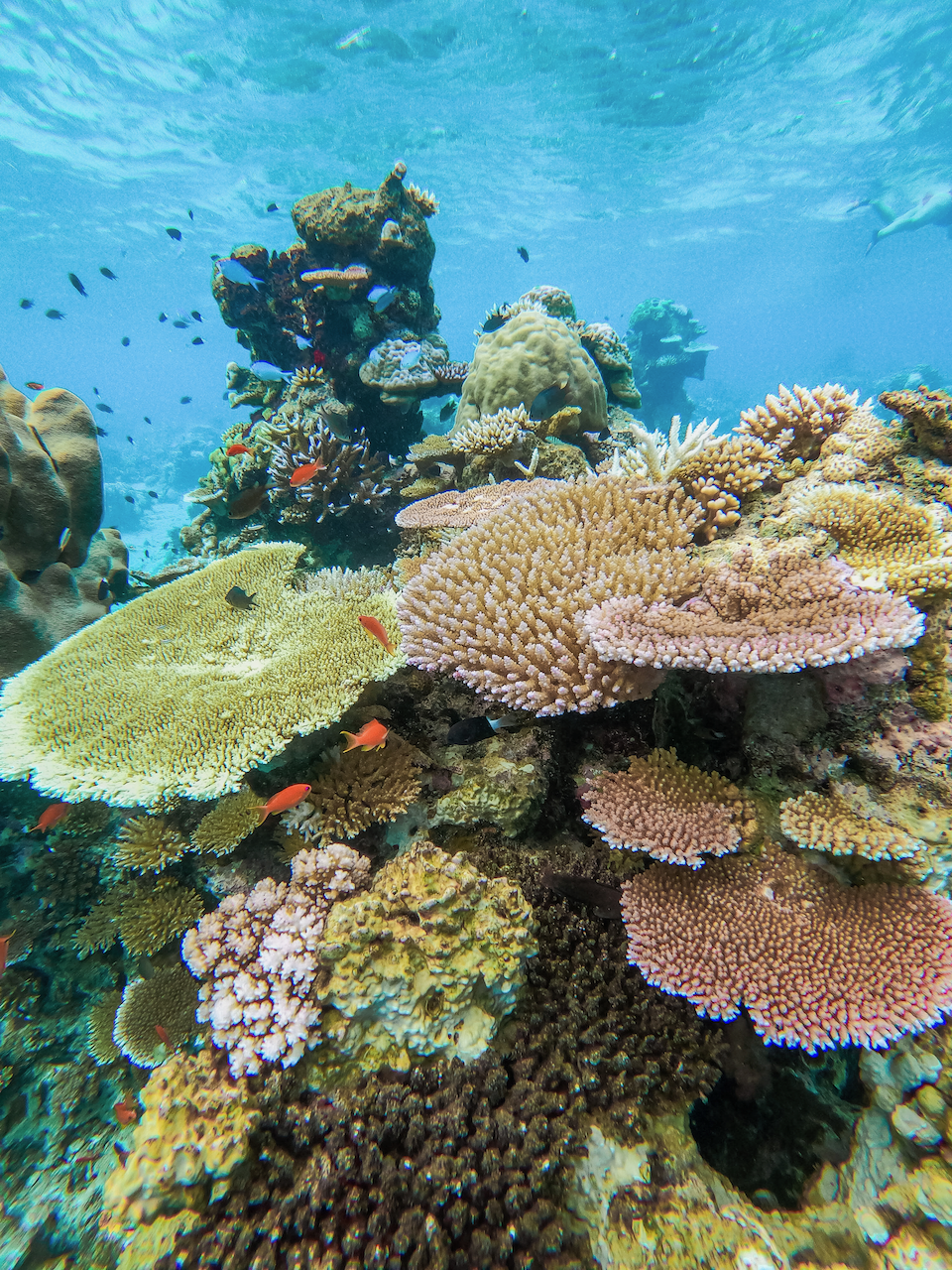 Corals everywhere on the Rainbow Reef - Somosomo Strait - Taveuni Island - Fiji