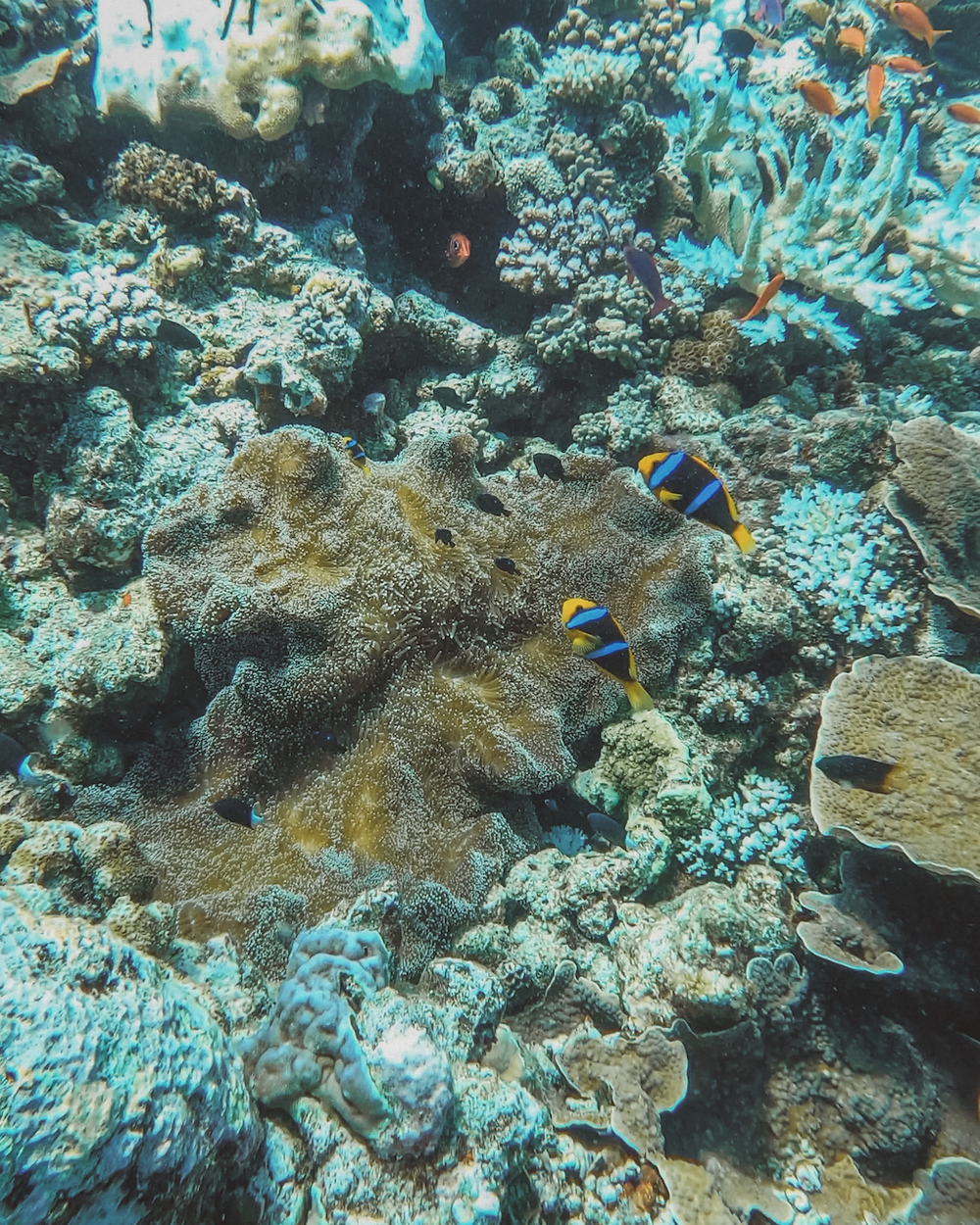 Cute clown fish of the Rainbow Reef - Taveuni Island - Fiji