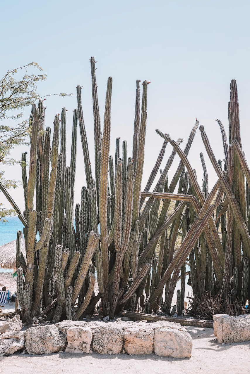 Cactus Wall - Aruba - ABC Islands