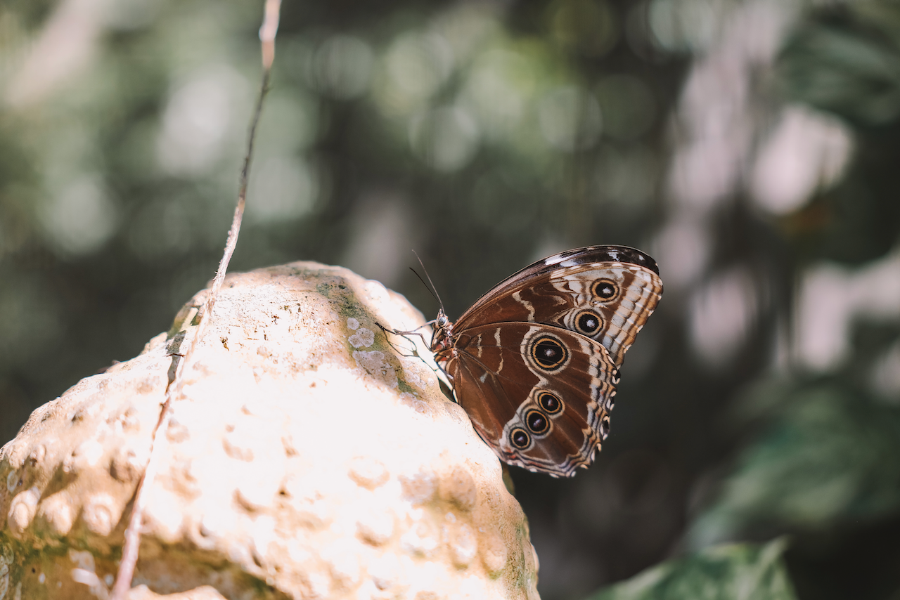 Joli papillon brun - Aruba - Îles ABC - Caraïbes