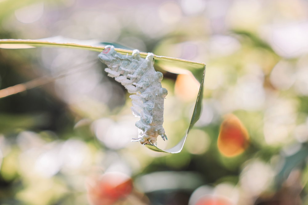 Massive caterpillar at the Butterfly Farm - Aruba - ABC Islands