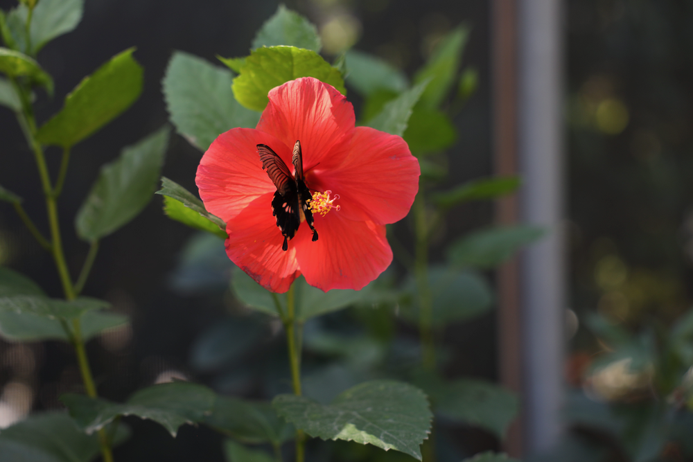 Red hibiscus flower and butterfly - Aruba - ABC Islands