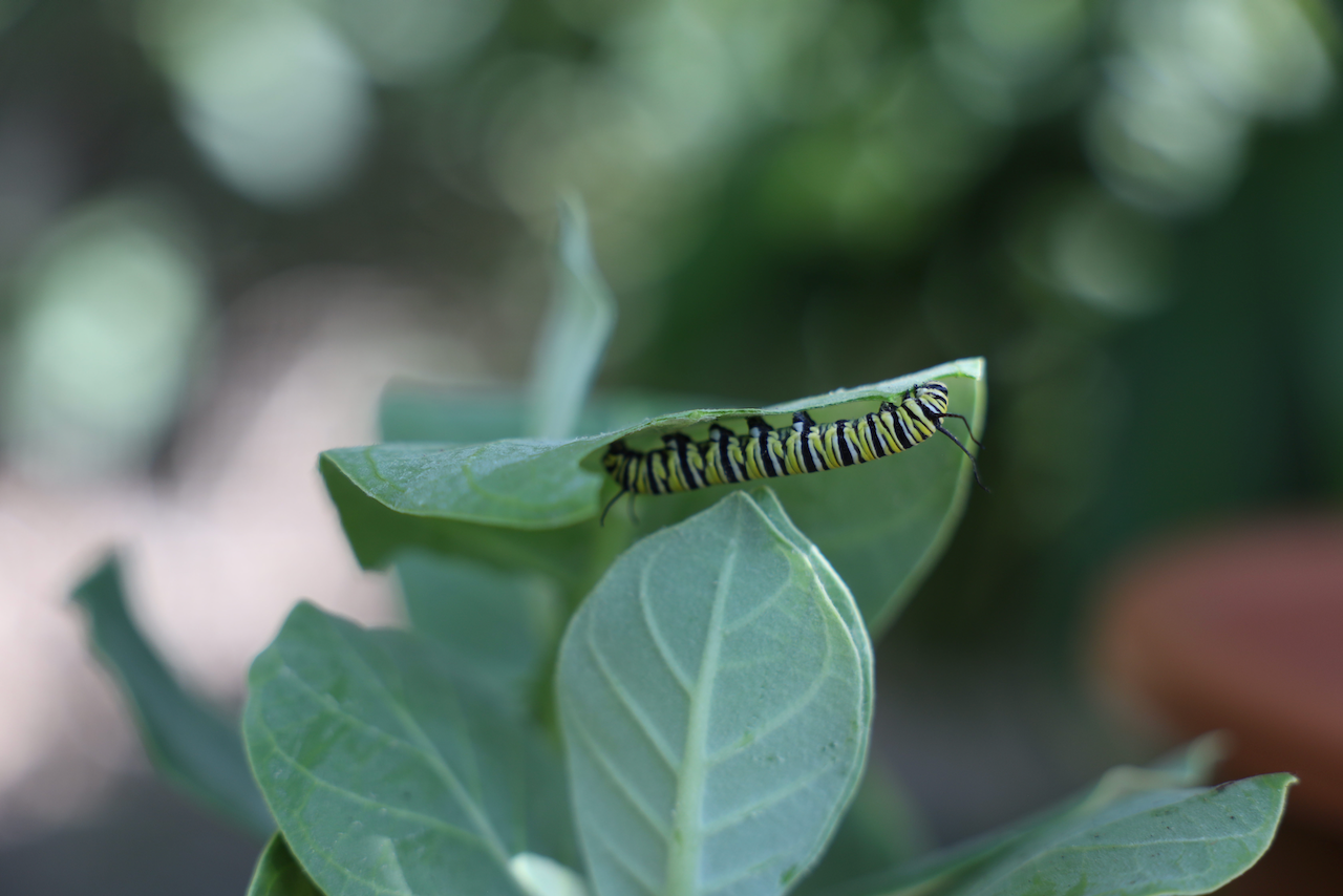 Green caterpillar eating its food - Aruba - ABC Islands