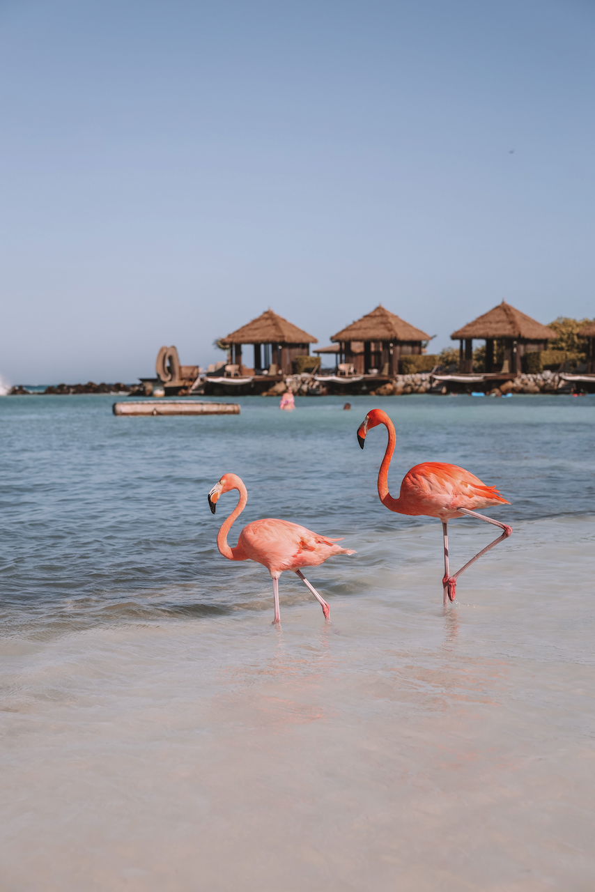 Two beautiful flamingos - Renaissance Island - Aruba - ABC Islands