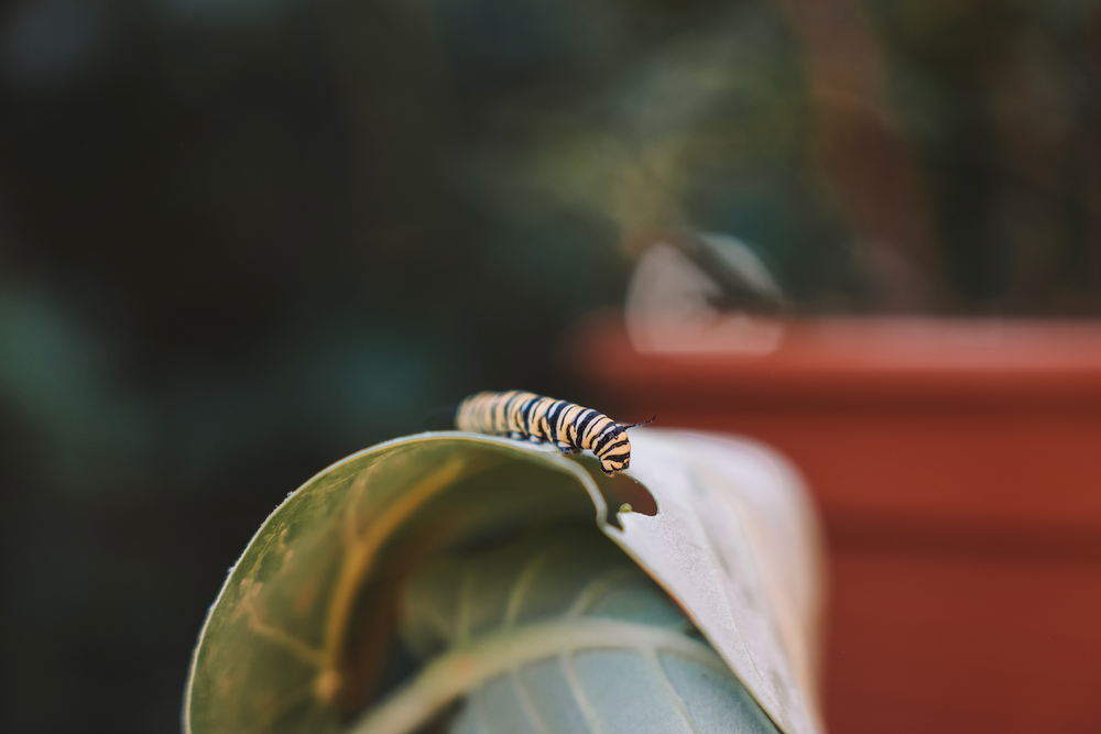 Cute little yellow caterpillar - Aruba - ABC Islands